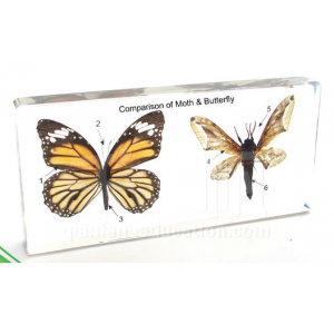 Comparison of Moth and Butterfly specimen Model
